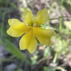 Goodenia pinnatifida (Scrambled Eggs) at Stirling Park - 17 Nov 2022 by JaneR