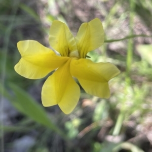 Goodenia pinnatifida at Yarralumla, ACT - 17 Nov 2022