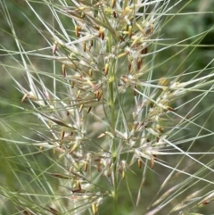 Austrostipa densiflora (Foxtail Speargrass) at Yarralumla, ACT - 10 Nov 2021 by JaneR