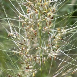 Austrostipa densiflora at Yarralumla, ACT - 10 Nov 2021