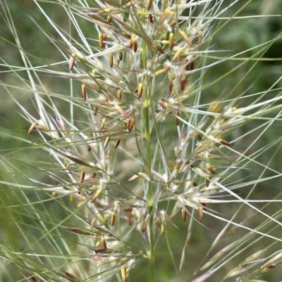 Austrostipa densiflora (Foxtail Speargrass) at Stirling Park - 10 Nov 2021 by JaneR