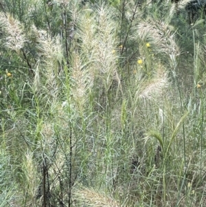 Austrostipa densiflora at Yarralumla, ACT - 10 Nov 2021