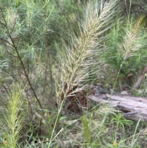 Austrostipa densiflora at Yarralumla, ACT - 10 Nov 2021