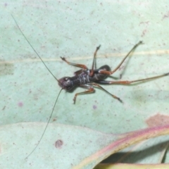 Torbia viridissima (Gum Leaf Katydid) at Black Mountain - 17 Nov 2022 by Harrisi