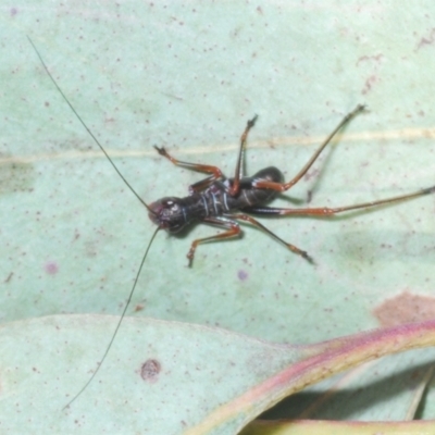 Torbia viridissima (Gum Leaf Katydid) at Black Mountain - 17 Nov 2022 by Harrisi