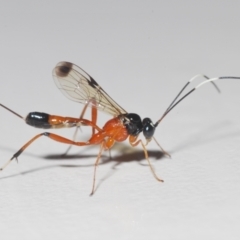 Ichneumonidae (family) (Unidentified ichneumon wasp) at Stirling, ACT - 16 Nov 2022 by Harrisi