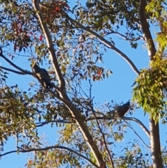 Callocephalon fimbriatum (Gang-gang Cockatoo) at Oakey Hill - 17 Nov 2022 by jmcleod
