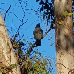 Callocephalon fimbriatum at Lyons, ACT - 18 Nov 2022