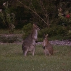 Notamacropus rufogriseus (Red-necked Wallaby) at Penrose, NSW - 14 Nov 2022 by Aussiegall