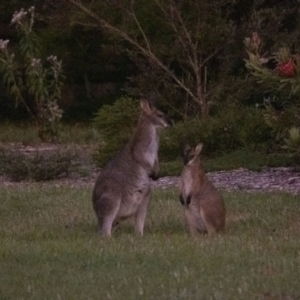 Notamacropus rufogriseus (Red-necked Wallaby) at suppressed by Aussiegall