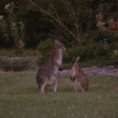 Notamacropus rufogriseus (Red-necked Wallaby) at Wingecarribee Local Government Area - 14 Nov 2022 by Aussiegall