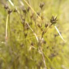 Schoenus apogon (Common Bog Sedge) at Cooma North Ridge Reserve - 16 Nov 2022 by mahargiani