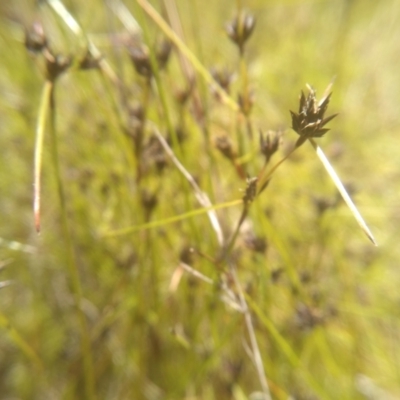 Schoenus apogon (Common Bog Sedge) at Cooma North Ridge Reserve - 16 Nov 2022 by mahargiani