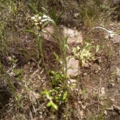 Euchiton japonicus (Creeping Cudweed) at Cooma North Ridge Reserve - 16 Nov 2022 by mahargiani