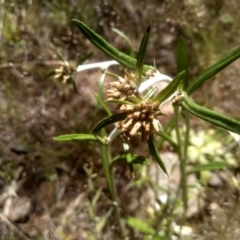 Euchiton japonicus at Cooma, NSW - 16 Nov 2022