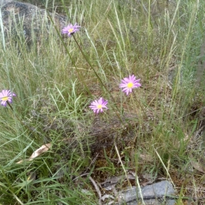 Calotis scabiosifolia var. integrifolia (Rough Burr-daisy) at Cooma North Ridge Reserve - 16 Nov 2022 by mahargiani