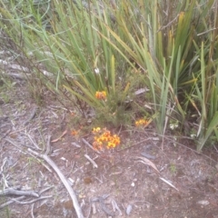 Dillwynia sericea (Egg And Bacon Peas) at Cooma North Ridge Reserve - 16 Nov 2022 by mahargiani