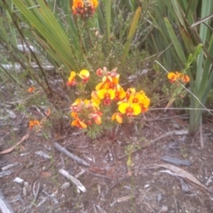 Dillwynia sericea at Cooma, NSW - 16 Nov 2022