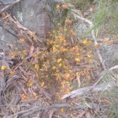 Dillwynia sericea at Cooma, NSW - 16 Nov 2022