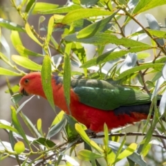 Alisterus scapularis (Australian King-Parrot) at Wingecarribee Local Government Area - 12 Nov 2022 by Aussiegall