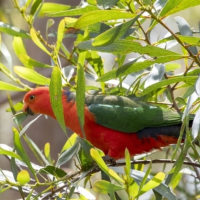 Alisterus scapularis (Australian King-Parrot) at Penrose - 12 Nov 2022 by Aussiegall