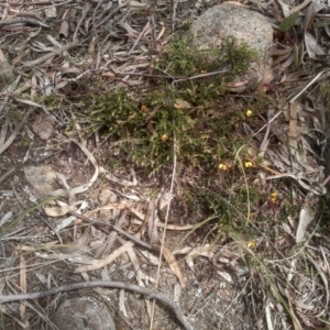 Bossiaea buxifolia at Cooma, NSW - 16 Nov 2022 02:41 PM