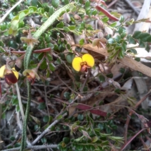 Bossiaea buxifolia at Cooma, NSW - 16 Nov 2022 02:41 PM