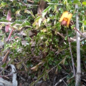 Bossiaea buxifolia at Cooma, NSW - 16 Nov 2022 02:41 PM