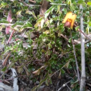 Bossiaea buxifolia at Cooma, NSW - 16 Nov 2022