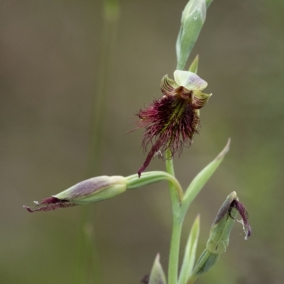 Calochilus paludosus (Strap Beard Orchid) at Penrose, NSW - 15 Nov 2022 by Aussiegall