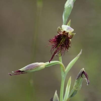 Calochilus paludosus (Strap Beard Orchid) at Penrose - 15 Nov 2022 by Aussiegall