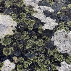 Unidentified Lichen at Wamboin, NSW - 15 Nov 2022 by Komidar