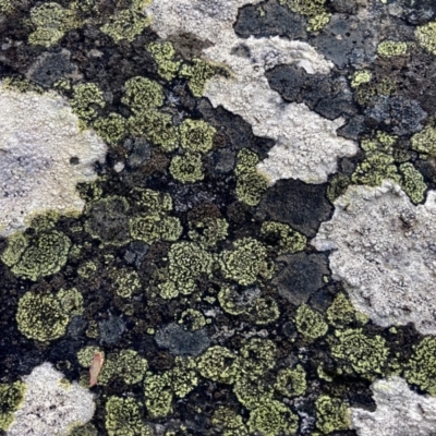 Unidentified Lichen at Wamboin, NSW - 15 Nov 2022 by Komidar