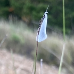 Zacorus carus (Wingia group moth) at Kowen, ACT - 17 Nov 2022 by Komidar