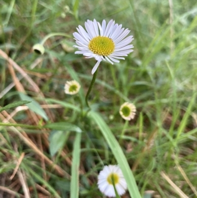 Erigeron karvinskianus (Seaside Daisy) at Kowen, ACT - 17 Nov 2022 by Komidar