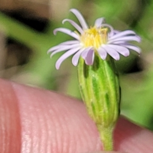 Vittadinia muelleri at Mitchell, ACT - 18 Nov 2022