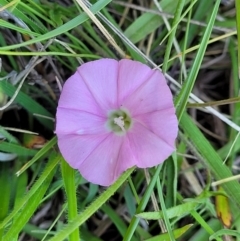 Convolvulus angustissimus subsp. angustissimus (Australian Bindweed) at Mitchell, ACT - 18 Nov 2022 by trevorpreston