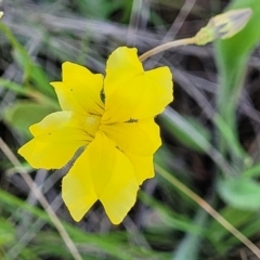 Goodenia pinnatifida (Scrambled Eggs) at Crace Grasslands - 18 Nov 2022 by trevorpreston