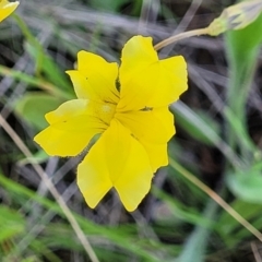 Goodenia pinnatifida at Mitchell, ACT - 18 Nov 2022 12:08 PM