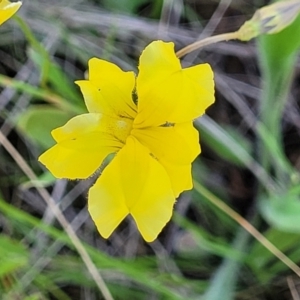 Goodenia pinnatifida at Mitchell, ACT - 18 Nov 2022 12:08 PM