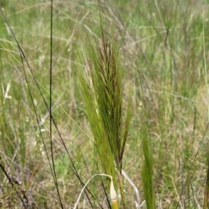 Austrostipa densiflora at Mitchell, ACT - 18 Nov 2022 12:07 PM