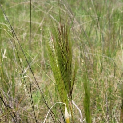 Austrostipa densiflora (Foxtail Speargrass) at Crace Grasslands - 18 Nov 2022 by trevorpreston