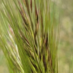 Austrostipa densiflora at Mitchell, ACT - 18 Nov 2022 12:07 PM