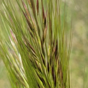 Austrostipa densiflora at Mitchell, ACT - 18 Nov 2022 12:07 PM