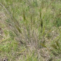 Austrostipa densiflora at Mitchell, ACT - 18 Nov 2022 12:07 PM