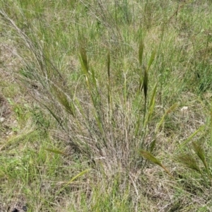 Austrostipa densiflora at Mitchell, ACT - 18 Nov 2022 12:07 PM