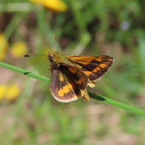 Ocybadistes walkeri at Kambah, ACT - 18 Nov 2022