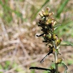 Gamochaeta purpurea (Purple Cudweed) at Crace Grasslands - 18 Nov 2022 by trevorpreston