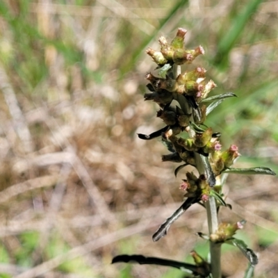 Gamochaeta purpurea (Purple Cudweed) at Crace Grasslands - 18 Nov 2022 by trevorpreston