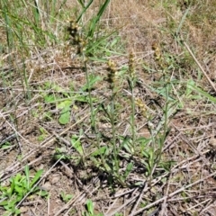 Gamochaeta purpurea at Mitchell, ACT - 18 Nov 2022 12:04 PM